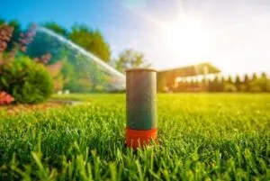 lawn outdoor pest control services