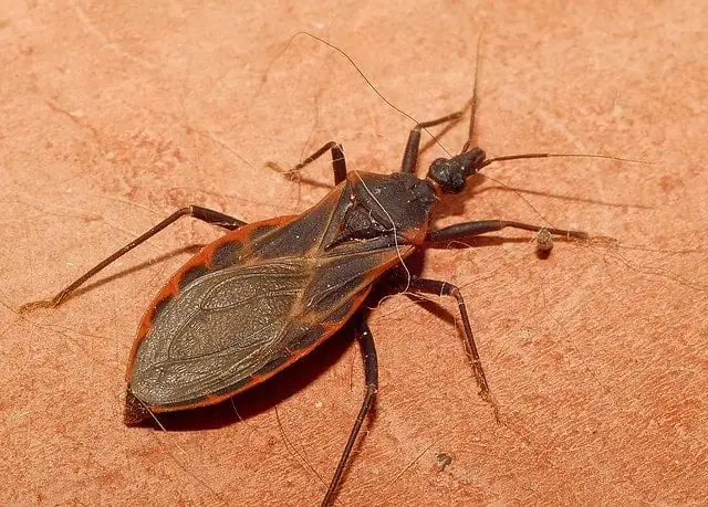 kissing bug