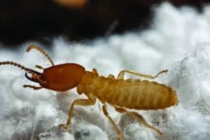 termites active in winter