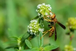 stinging insects