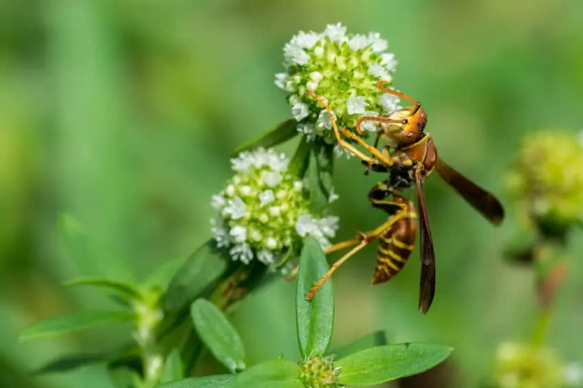 stinging insects