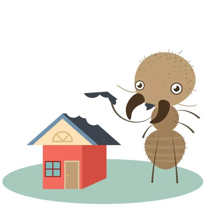 termite control