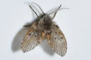 get rid of drain flies