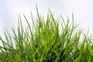 Lawn pest control in Port St. Lucie, FL