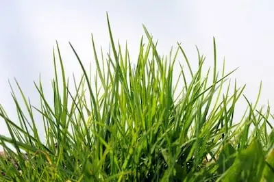 Lawn pest control in Port St. Lucie, FL