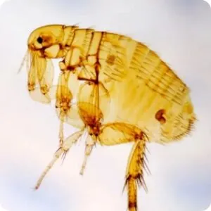 closeup of a flea