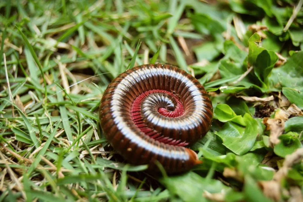 Millipedes