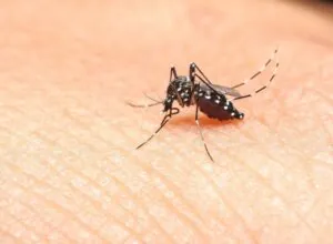 mosquito-borne illness