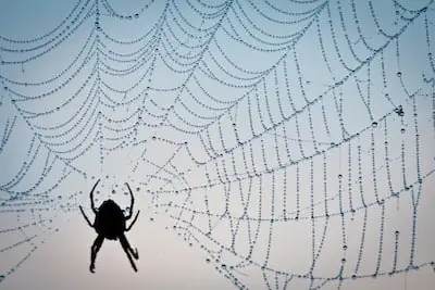 Spider pest control service in Port St. Lucie, FL