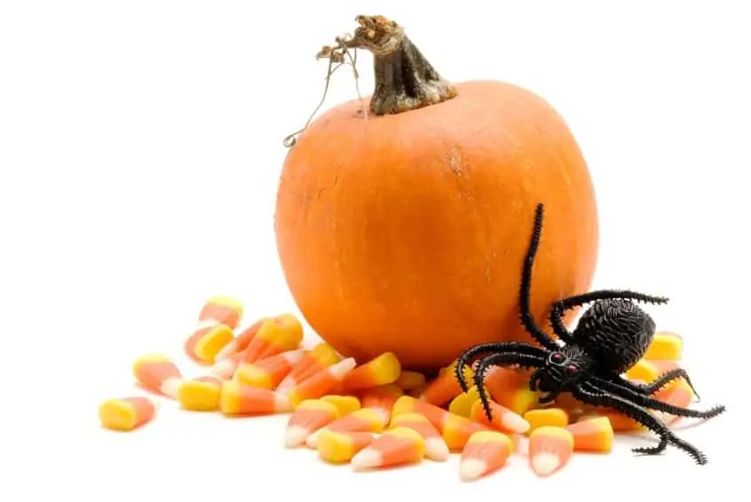 Florida fall pests