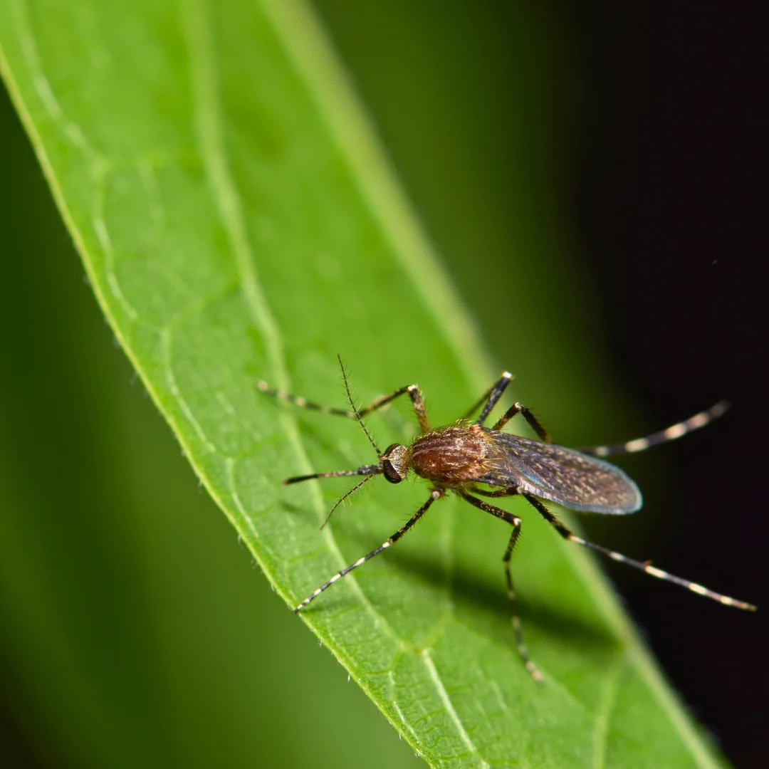 mosquito on leaf picture for blog titled what smell do mosquitoes hate