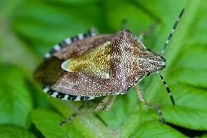 Chinch Bugs
