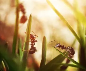 fire ants climbing on blades of grass
