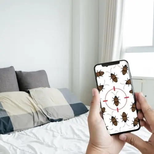 bed bugs prevention guide