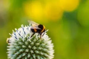 pest control for bees and wasps