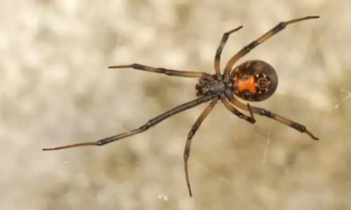 brown widow spider