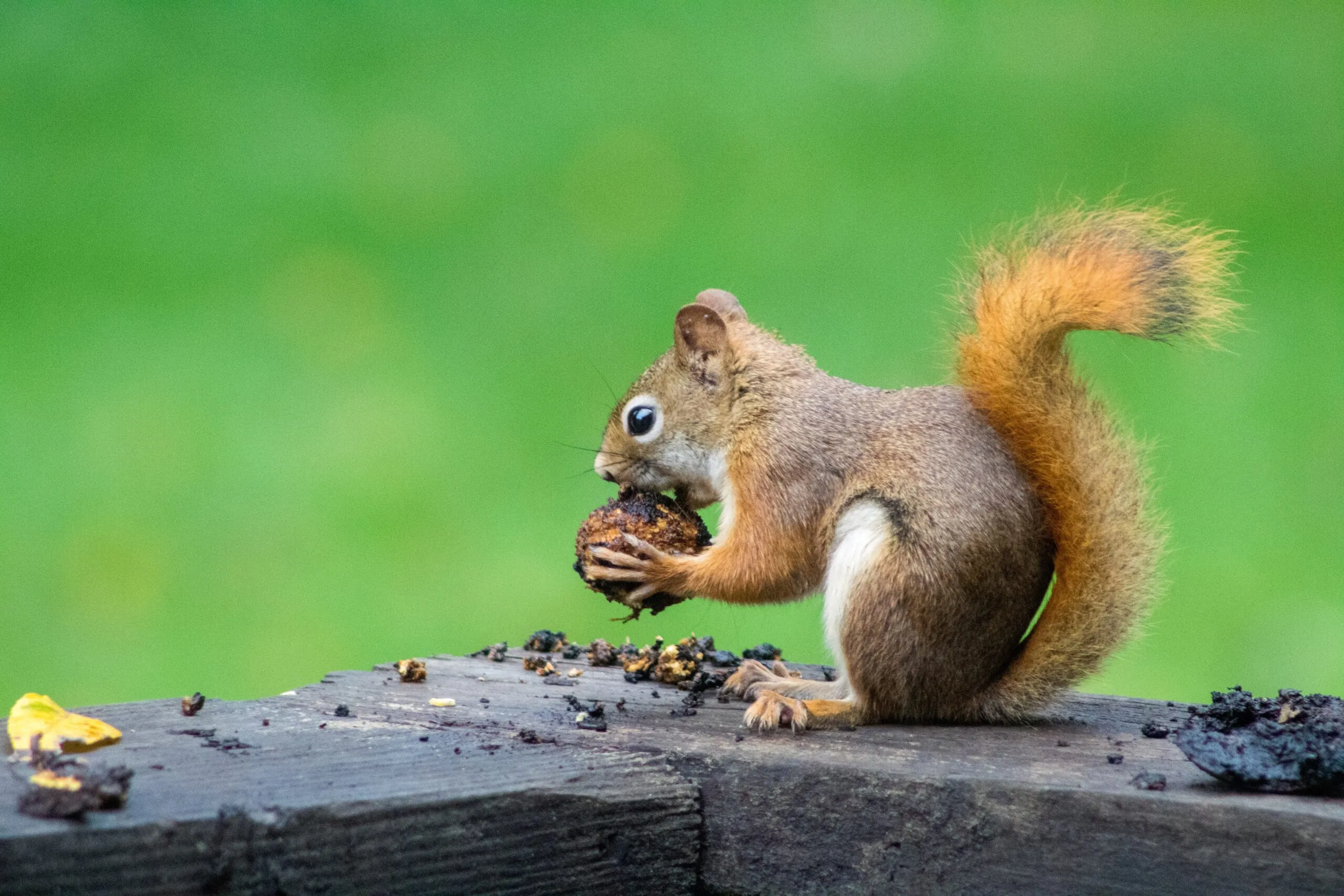 How do professionals get rid of squirrels? squirrel eating a nut
