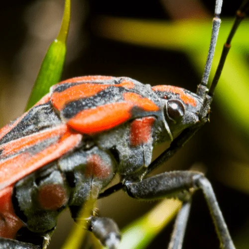 close up of a lawn chinch bug
