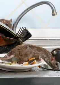 commercial-rodent-control