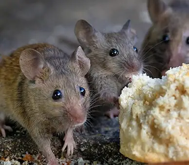 compareServices_rodent