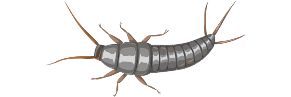 graphic of silverfish