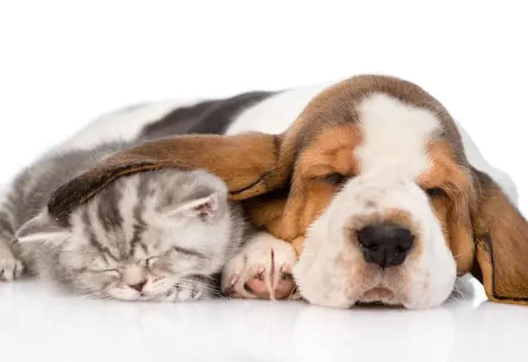 How to Get Rid of Fleas