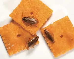 German Cockroaches on Crackers