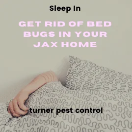 get rid of bed bugs in jacksonville home