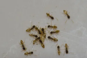 hardest pests to get rid of port st lucie