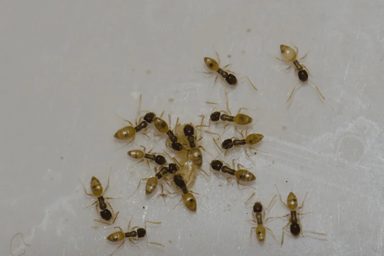 hardest pests to get rid of port st lucie