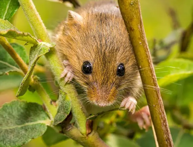 home_services_rodent