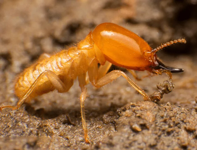 home_services_termite home_services_termite