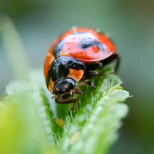 shrub fertilization lawn pest control options