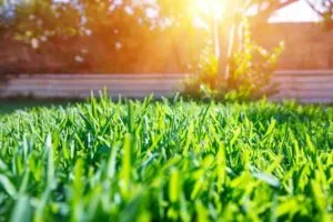 pest control port st lucie lawn yard pest control