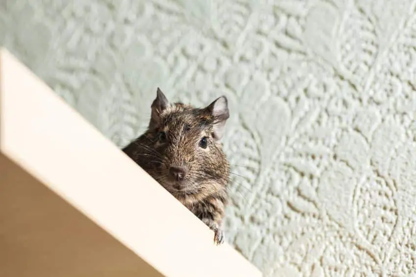 pest control port st lucie rodent control