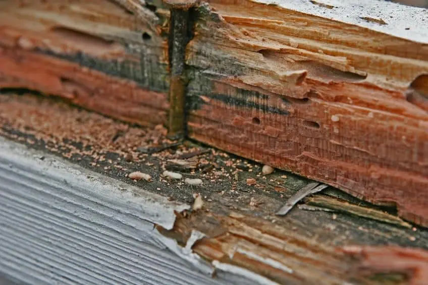 pest control port st lucie termite treatments