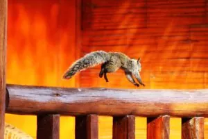Brown Squirrel on Brown Wooden Fence 