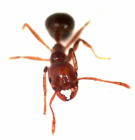 fire ant