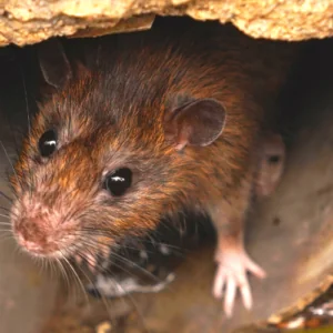 rodent control