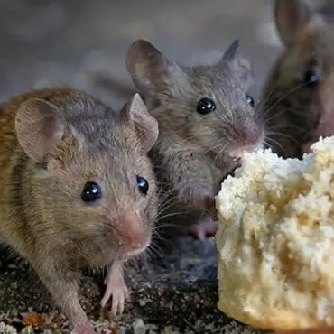 rodent-control-plans-prevention rodent-control-plans-prevention