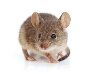 Rodent Control
