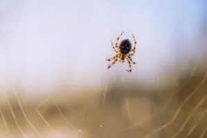 spider sitting on its web