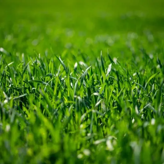 stuart florida lawn pest control stuart florida lawn pest control