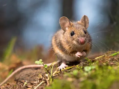 wild mouse in a Port St. Lucie yard