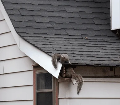 wildlife-removal-squirrel-removal
