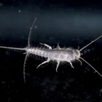 alt="identify silverfish"