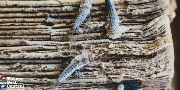 alt="how to identify and eliminate silverfish at home"