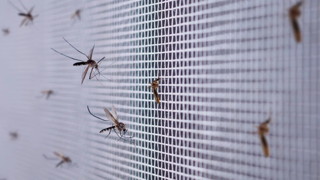 Mosquitoes are prevented from entering a window by a screen.