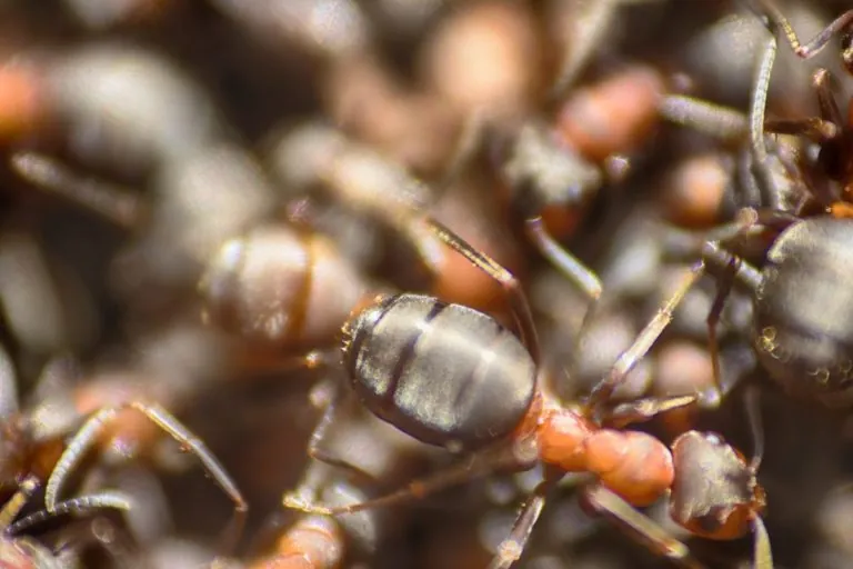 Fire-Ant-close-up-1200x800-1-768x512 Fire-Ant-close-up