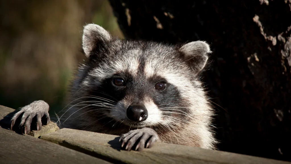 A racoon peeks over the back deck of a home. 